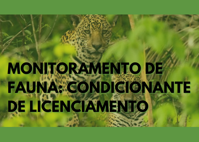 Monitoramento de fauna: condicionante de Licenciamento Ambiental