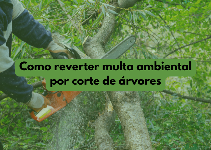 Como reverter multa ambiental por corte de árvores